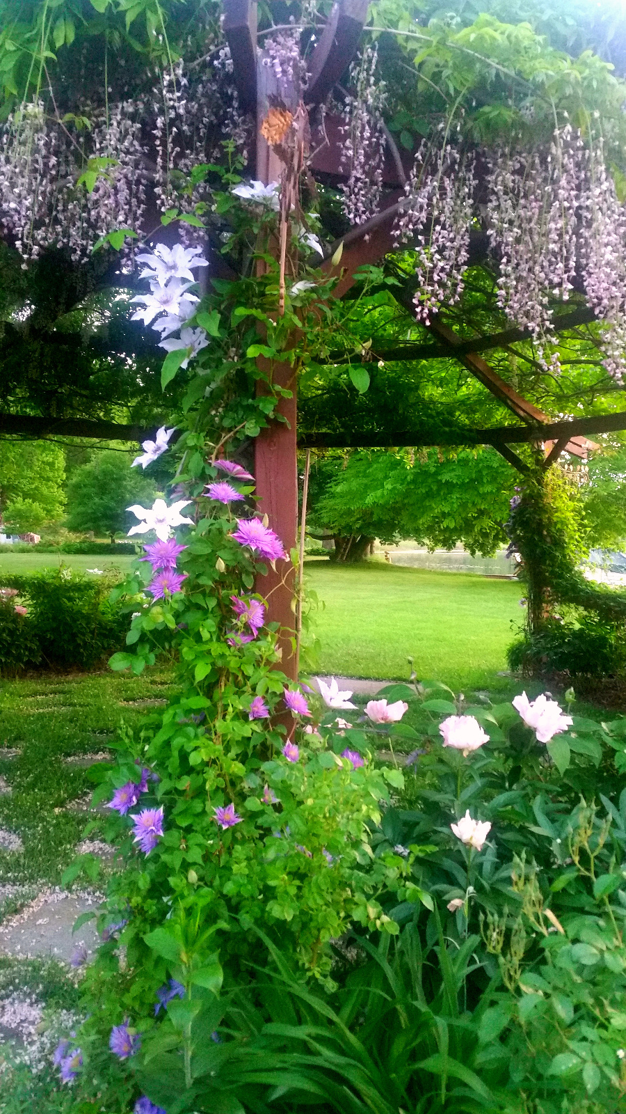 END OF PINK WISTERIA BLOOMS, TWO VARIETIES OF CLEMATIS AND GARDEN PEONY BLOOM TOGETHER